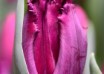 Tulipa San George ® (3)